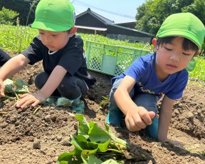 年中★芋の苗植え