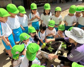 幼児部★野菜の苗植え