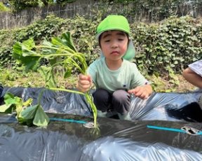 年中★芋の苗植え