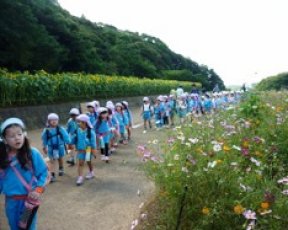 年長組きらきらタイム「展海峰コスモス見学」