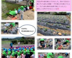 年中組★芋苗植え