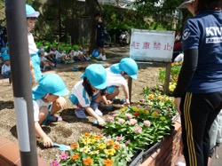 年中組「させぼ美し化プロジェクト」花苗植え