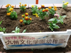 年中組「させぼ美し化プロジェクト」花苗植え