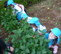 大豆（枝豆）の収穫